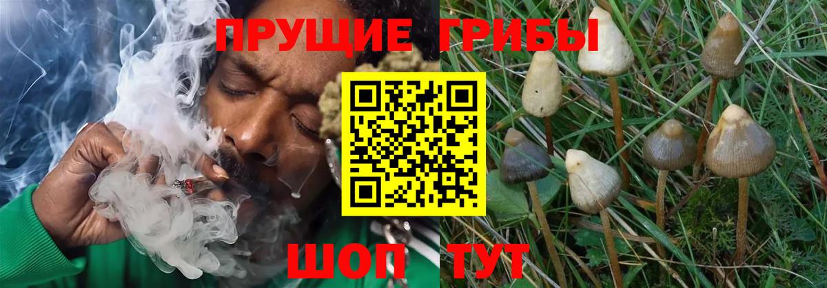 Псилоцибиновые грибы Cubensis  Вход с VPN  Галлюциногенные грибы Psilocybine cubensis  Курчатов 